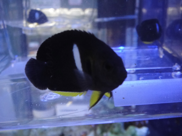 海水魚・サンゴ・水草・淡水魚_f0189122_13688.jpg