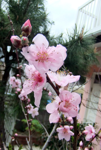 桜は開花発表、桃は満開・・・_c0036138_1114252.jpg