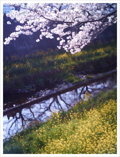 桜と菜の花のある風景_d0098941_914443.jpg