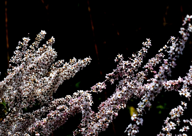 a0016161_2256832.jpg
