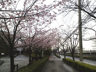 早咲きの桜　と　仮復旧の下水管_f0129761_10481310.jpg