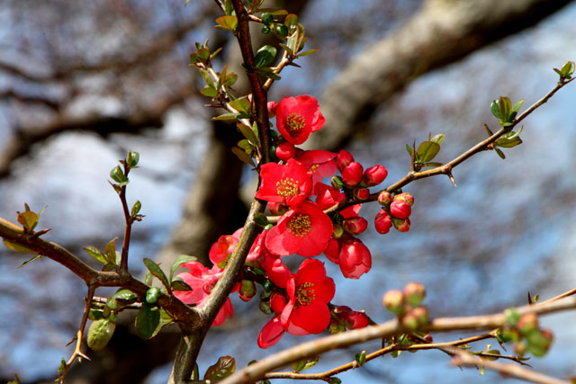 京の花だより　植物園2_e0048413_17191847.jpg