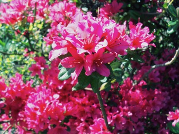 オリオン、ケバブ、ツツジの花。_c0146817_9165612.jpg