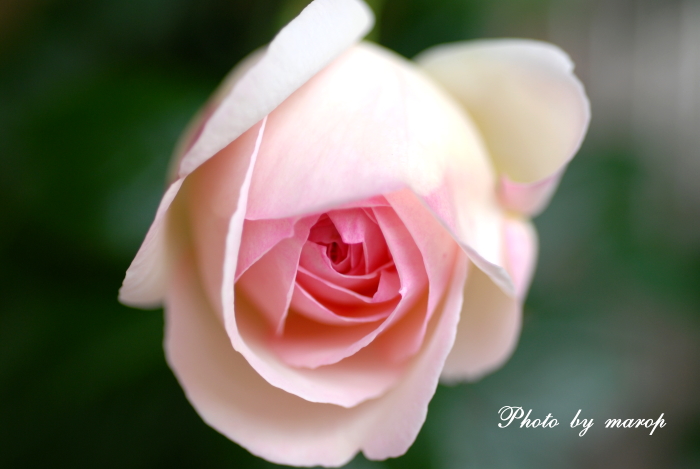 空を埋めつくす ハマシギ さん と 薔薇 と 薔薇染め♪♪_e0160417_1491183.jpg