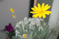 a0062324_174722.gif
