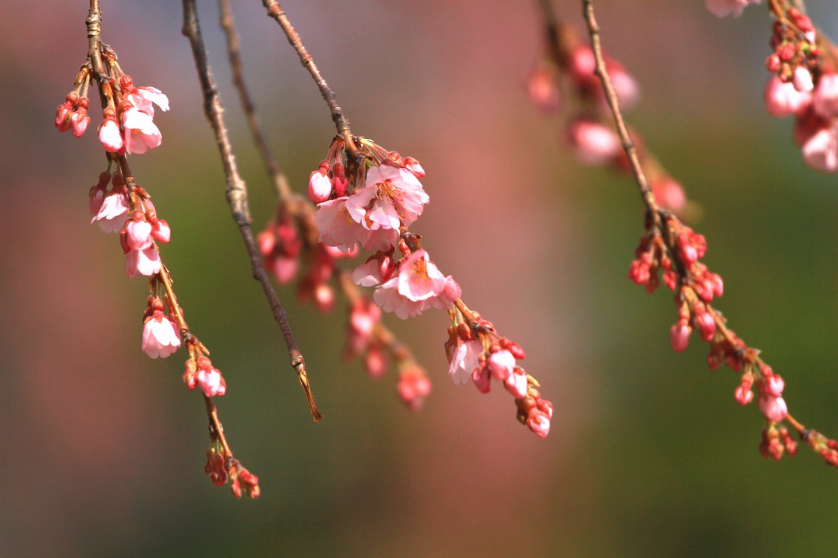 c0104227_853461.jpg