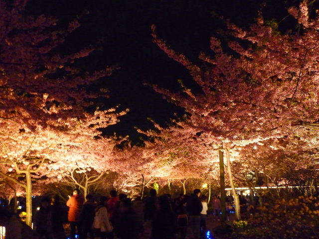 夜の河津桜_d0186245_2234052.jpg