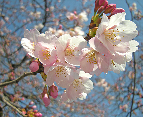 3月24日　敷島公園のオオカンザクラ 2011_a0001354_203568.jpg