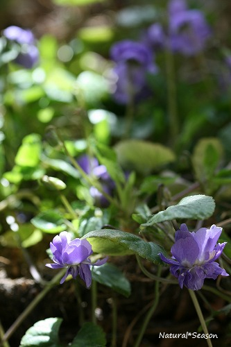 Sweet Violet*_f0168375_1291381.jpg