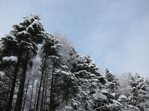 春が待ち遠しい_d0133485_11385869.jpg