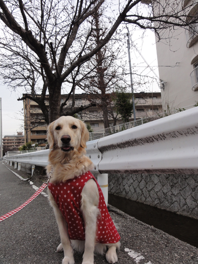 花ひらかんとす_c0085188_758195.jpg