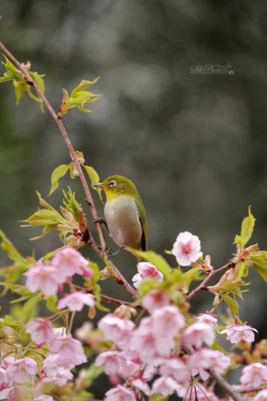 桜とめじろ_c0180290_21525995.jpg