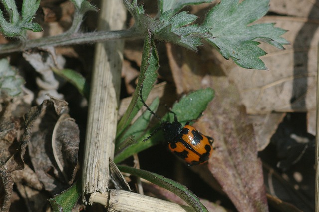 e0070891_1814549.jpg