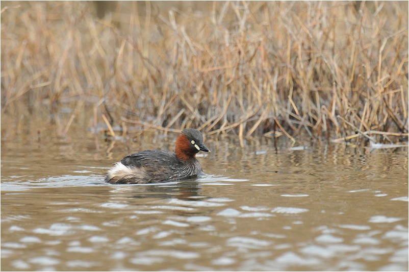 水鳥たち_a0076493_17295987.jpg