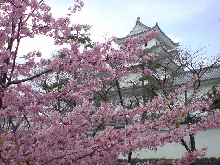 桜は咲く。_e0026495_20173654.jpg