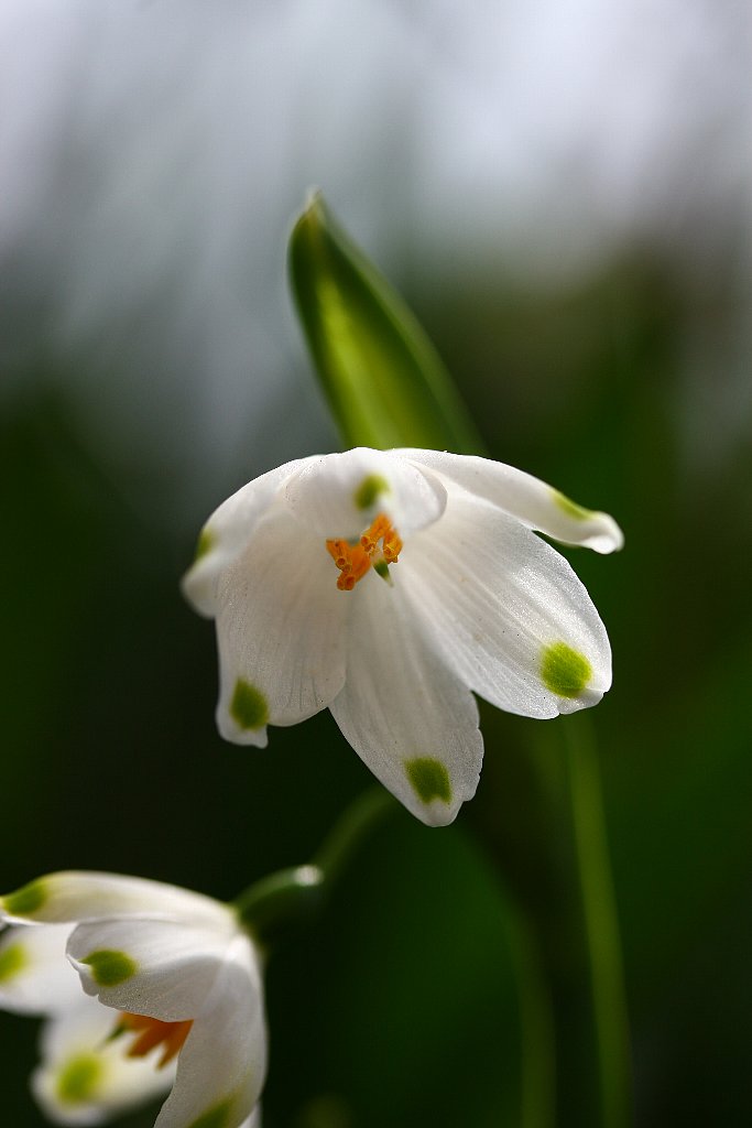 【2011年自宅周辺の花達（４）】_e0167295_16302581.jpg