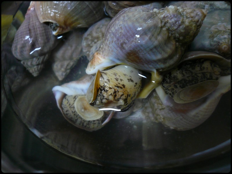 磯ツブ貝の生姜煮 魚と野菜と私と和ノ香 磯ツブ貝の生姜煮 魚と野菜と私と和ノ香