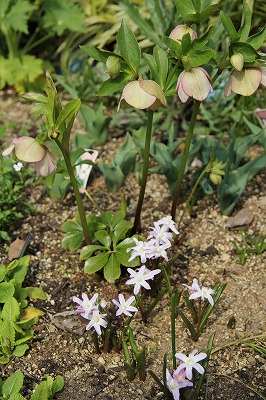 春の日差しに輝いて　春色のお花達_a0123003_23555755.jpg