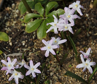 春の日差しに輝いて　春色のお花達_a0123003_23581632.jpg