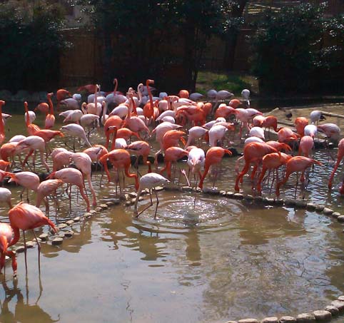 王子動物園_c0205304_172439.jpg