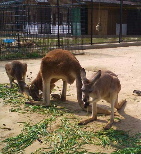 王子動物園_c0205304_17254820.jpg