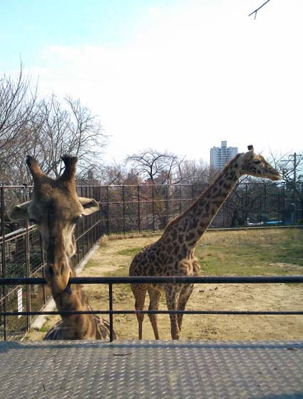 王子動物園_c0205304_1725682.jpg