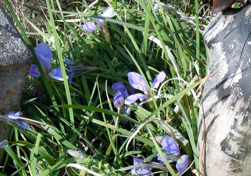 カンアヤメ 寒菖蒲 椿壽菴だより カンアヤメ 寒菖蒲 椿壽菴だより