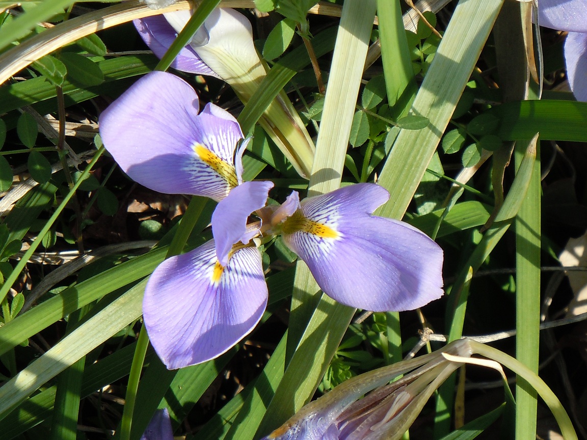 カンアヤメ 寒菖蒲 椿壽菴だより カンアヤメ 寒菖蒲 椿壽菴だより