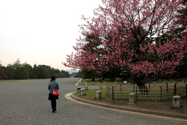 京の花だより　京都御苑1_e0048413_17143155.jpg