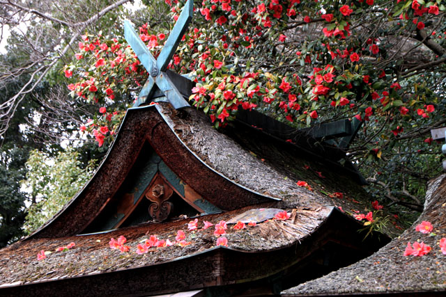 京の花だより 京都御苑1_e0048413_17153136.jpg