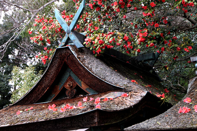 京の花だより　京都御苑1_e0048413_17153136.jpg