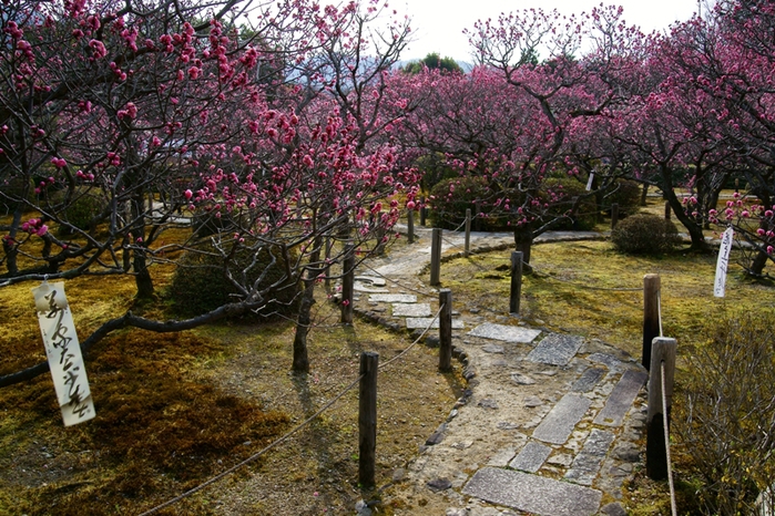 隨心院小野梅園_e0177413_19327.jpg