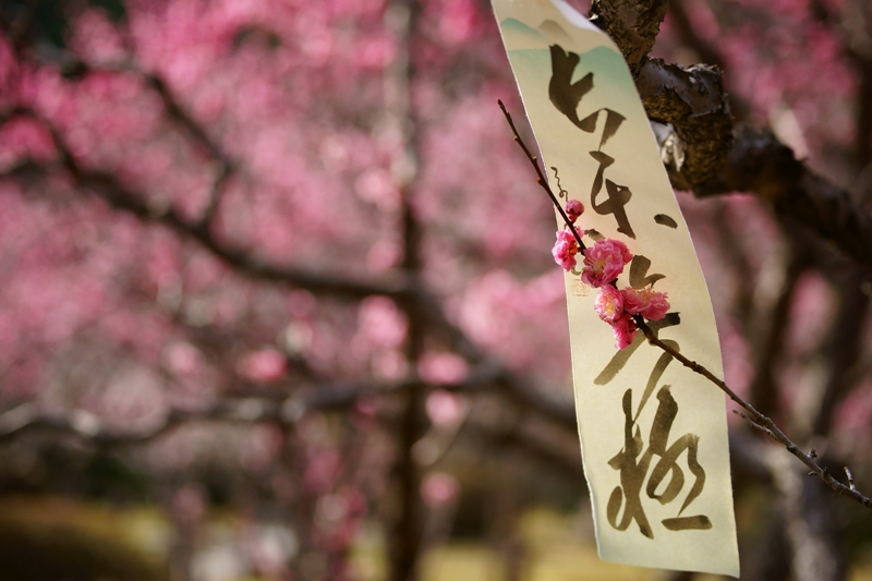 隨心院小野梅園_e0177413_1955717.jpg