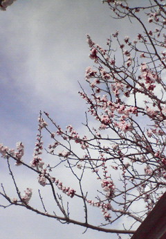 e0138314_22237100.jpg