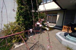 2011年　しだれ桜プロジェクト　【その３】_c0170415_11545867.jpg