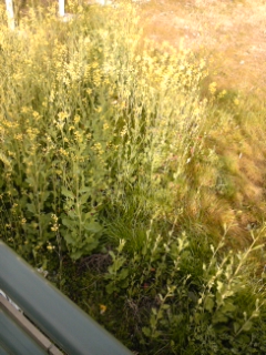 c0034228_0433595.jpg