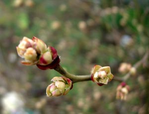 ブルーベリーの花芽、動く_e0097534_14564320.jpg