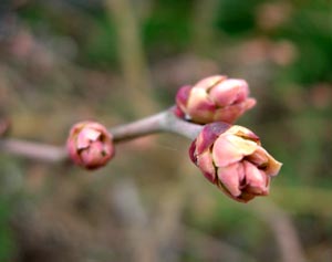 ブルーベリーの花芽、動く_e0097534_1457989.jpg