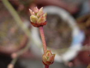 ブルーベリーの花芽、動く_e0097534_15103543.jpg