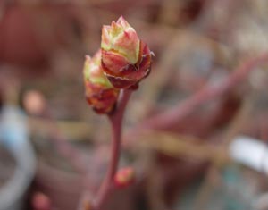 ブルーベリーの花芽、動く_e0097534_15111117.jpg