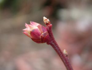 ブルーベリーの花芽、動く_e0097534_151262.jpg