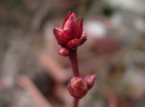 ブルーベリーの花芽、動く_e0097534_1521454.jpg