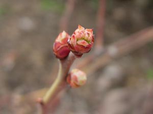 ブルーベリーの花芽、動く_e0097534_1524230.jpg