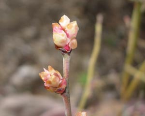 ブルーベリーの花芽、動く_e0097534_1591537.jpg