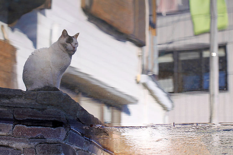 「東京猫物語」登場！_c0039735_13532251.jpg