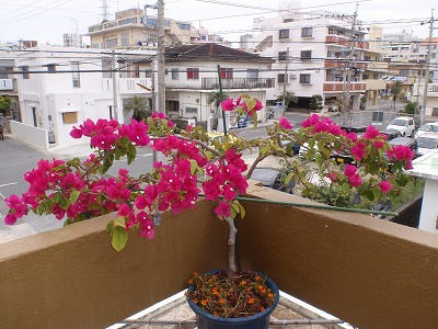 c0180460_05861.jpg