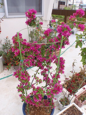c0180460_05998.jpg
