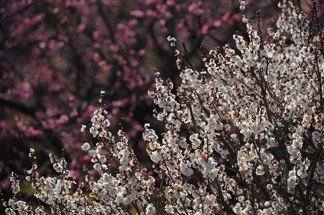 f0222161_151490.jpg
