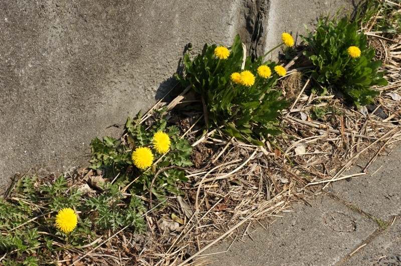 11年3月25日・被災15日目_c0129671_12325831.jpg