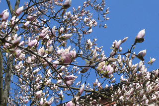 Magnolia:マニョーリア（木蓮）_a0169172_2143815.jpg